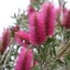 Callistemon Citrinus Mauve Mist - Rince Bouteille -Boutique D'arbustes Callistemon citrinus Mauve Mist 87064 1