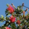 Callistemon Citrinus Splendens - Rince-bouteille -Boutique D'arbustes Callistemon citrinus Splendens 83511 1