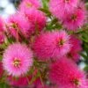 Callistemon Viminalis Bright Pink - Rince Bouteille Pleureur 1 Callistemon Viminalis Bright Pink - Rince Bouteille Pleureur -Boutique D'arbustes Callistemon viminalis Bright Pink 87060 1