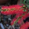 Callistemon Viminalis Captain Cook - Rince-bouteille -Boutique D'arbustes Callistemon viminalis Captain Cook 87062 1