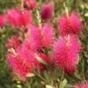 Callistemon Viminalis Hot Pink – Rince Bouteille -Boutique D'arbustes Callistemon viminalis Hot Pink 82330 2