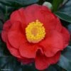 Camélia San Dimas - Camellia Japonica -Boutique D'arbustes Camelia San dimas Camellia japonica 82558 1
