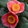 Camelia Sanpei Tsubaki - Camellia Japonica -Boutique D'arbustes Camelia Sanpei Tsubaki 85282 1