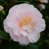 Camélia Virginia Robinson - Camellia Japonica 1 Camélia Virginia Robinson - Camellia Japonica -Boutique D'arbustes Camelia Virginia Robinson 85520 1