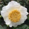 Camelia Fuji - Camellia Japonica De Higo 1 Camelia Fuji - Camellia Japonica De Higo -Boutique D'arbustes Camellia Fuji 85277 1