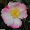 Camélia D'automne - Camellia Sasanqua Gay Border 1 Camélia D'automne - Camellia Sasanqua Gay Border -Boutique D'arbustes Camellia gay border 782023 1
