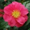 Camélia D'automne - Camellia Sasanqua Sekiyo -Boutique D'arbustes Camellia sasanqua Sekiyo 85526 1