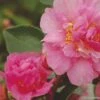 Camélia D Automne - Camellia Sasanqua Showa No Sakae -Boutique D'arbustes Camellia sasanqua Showa no Sakae 7977 1