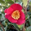 Camélia D'automne - Camellia Sasanqua Yuletide