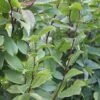 Carpinus Betulus Lucas - Charme Commun 2 Carpinus Betulus Lucas - Charme Commun -Boutique D'arbustes Carpinus betulus Lucas 87210 1