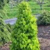 Carpinus Betulus Monumentalis - Charme Commun -Boutique D'arbustes Carpinus betulus Monumentalis Charme commun V 1004271 1
