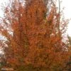 Carpinus Betulus Orange Retz - Charme Commun 2 Carpinus Betulus Orange Retz - Charme Commun -Boutique D'arbustes Carpinus betulus Orange Retz 82344 1