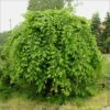 Carpinus Betulus Pendula - Charme Commun Pleureur 2 Carpinus Betulus Pendula - Charme Commun Pleureur -Boutique D'arbustes Carpinus betulus Pendula 87211 1