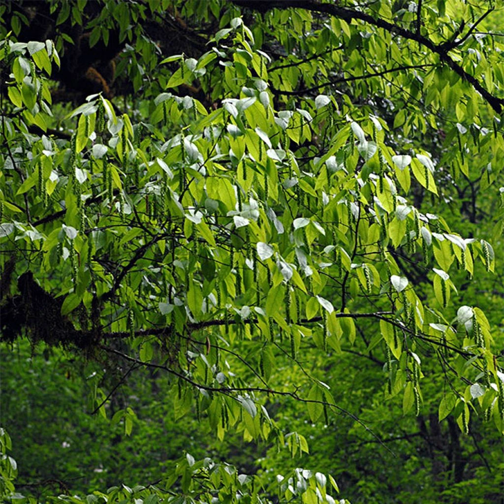 Carpinus Fangiana - Charme De Fang 3 Carpinus Fangiana - Charme De Fang