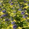Caryopteris Hint Of Gold -Boutique D'arbustes Caryopteris Hint of Gold 85033 1