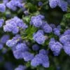 Céanothe Autumnal Blue -Boutique D'arbustes Ceanothe Autumnal Blue ceanothus copyright 876871 1