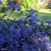 Céanothe Blue Sapphire -Boutique D'arbustes Ceanothus Blue Sapphire 87735 1