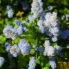 Ceanothus Arboreus Concha - Lilas De Californie -Boutique D'arbustes Ceanothus arboreus Concha 82192 1