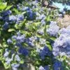 Céanothe Arboreus Trewithen Blue 1 Céanothe Arboreus Trewithen Blue -Boutique D'arbustes Ceanothus arboreus trewithen blue ld Walllygrom 9508 1
