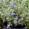 Céanothe Impressus Cool Blue - Lilas De Californie -Boutique D'arbustes Ceanothus impressus Cool Blue 88784 1
