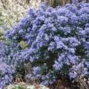 Céanothe Impressus Puget Blue - Lilas De Californie 1 Céanothe Impressus Puget Blue - Lilas De Californie -Boutique D'arbustes Ceanothus impressus Puget blue 87686 1