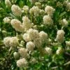 Céanothe Thyrsiflorus Millerton Point - Lilas De Californie 1 Céanothe Thyrsiflorus Millerton Point - Lilas De Californie -Boutique D'arbustes Ceanothus thyrsiflorus Milerton Point ld EcoCenteratHPP 781573 1