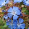 Ceratostigma Willmottianum - Dentelaire -Boutique D'arbustes Ceratostigmata Willmottianum 7590 1