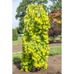 Cercis Canadensis Golden Falls - Gainier Du Canada