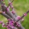 Cercis Canadensis Little Woody - Gainier Du Canada 1 Cercis Canadensis Little Woody - Gainier Du Canada -Boutique D'arbustes Cercis canadensis Little Woody 84399 1