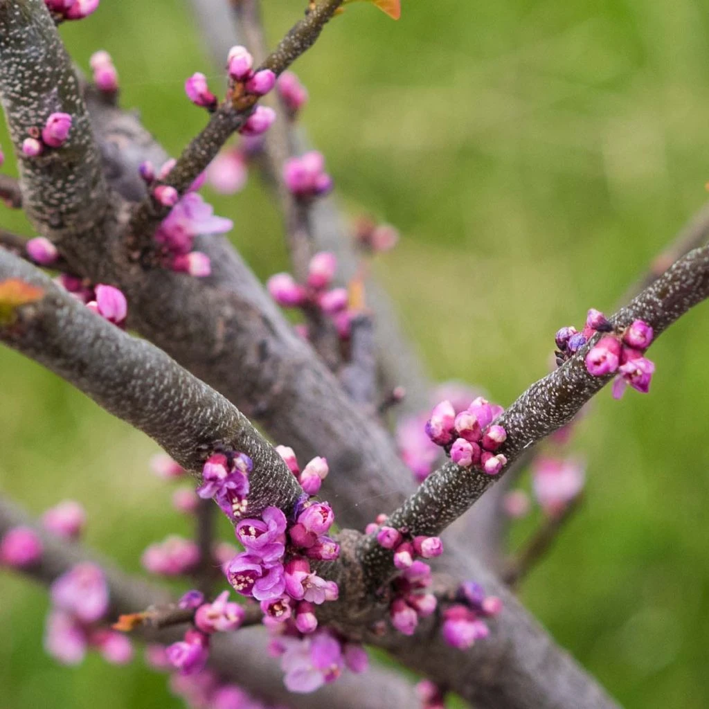 Cercis Canadensis Little Woody - Gainier Du Canada 3 Cercis Canadensis Little Woody - Gainier Du Canada