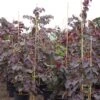 Cercis Canadensis Ruby Falls – Arbre De Judée Pleureur, Nain Et Pourpre -Boutique D'arbustes Cercis canadensis Ruby Falls 82956 1