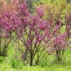 Cercis Chinensis Avondale - Arbre De Judée -Boutique D'arbustes Cercis chinensis Avondale 0537003 1