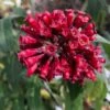 Cestrum Elegans (purpureum) Rubrum -Boutique D'arbustes Cestrum elegans rubrum copyright 16235 1