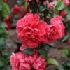 Cognassier Du Japon Pink Storm - Chaenomeles Speciosa -Boutique D'arbustes Chaenomeles speciosa Pink Storm 82557 1