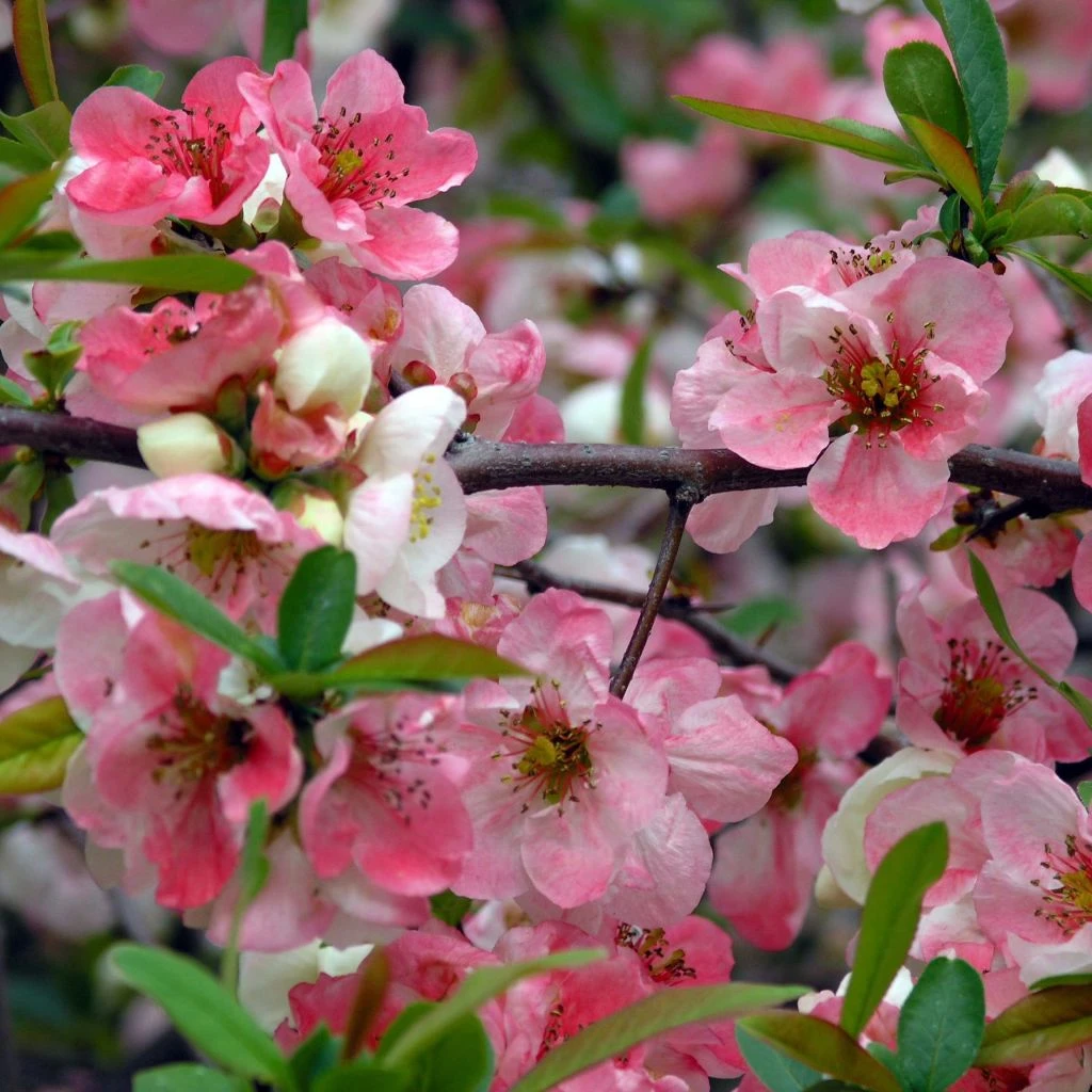 Cognassier Du Japon Toyo-Nishiki - Chaenomeles Speciosa 3 Cognassier Du Japon Toyo-Nishiki - Chaenomeles Speciosa