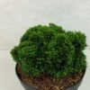 Faux Cyprès Du Japon - Chamaecyparis Obtusa Juniperoides -Boutique D'arbustes Chamaecyparis obtusa Juniperoides 630002 1