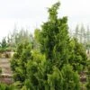 Chamaecyparis Obtusa Nana Gracilis - Faux Cyprès Du Japon -Boutique D'arbustes Chamaecyparis obtusa Nana Gracilis 0633002 1