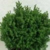 Chamaecyparis Obtusa Wissel - Faux Cyprès Hinoki Du Japon -Boutique D'arbustes Chamaecyparis obtusa Wissel 637002 1
