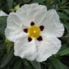 Cistus Alan Fradd - Ciste Pourpre à Fleurs Blanches. 2 Cistus Alan Fradd - Ciste Pourpre à Fleurs Blanches. -Boutique D'arbustes Cistus Alan Fradd 83037 1