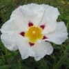 Cistus (x) Loretii - Ciste à Feuilles étroites 2 Cistus (x) Loretii - Ciste à Feuilles étroites -Boutique D'arbustes Cistus x loretii 83260 1