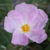 Cistus Argenteus Peggy Sammons - Ciste Hybride -Boutique D'arbustes Cistus argenteus Peggy sammons 82195 1