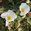 Cistus Corbariensis Rospico - Ciste Des Corbières Panaché. 2 Cistus Corbariensis Rospico - Ciste Des Corbières Panaché. -Boutique D'arbustes Cistus corbariensis Rospico 83261 1