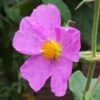 Cistus Creticus - Ciste De Crète -Boutique D'arbustes Cistus creticus 781978 1