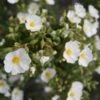 Cistus Monspeliensis - Ciste De Montpellier 2 Cistus Monspeliensis - Ciste De Montpellier -Boutique D'arbustes Cistus monspeliensis 7527 1