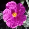 Cistus Pulverulentus Sunset - Ciste Pulvérulent 2 Cistus Pulverulentus Sunset - Ciste Pulvérulent -Boutique D'arbustes Cistus pulverulentus Sunset 7901 1