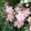 Ciste Silver Pink - Cistus Argenteus -Boutique D'arbustes Cistus silver pink 87806 1