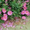 Cistus Purpureus Betty Taudevin - Ciste Pourpre -Boutique D'arbustes Cistus x purpureus Betty Taudevin 100248 1