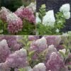 Collection Hortensias Paniculata -Boutique D'arbustes Collection Hortensias Paniculatas 67850 1