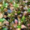 Coprosma Evening Glow -Boutique D'arbustes Coprosma Evening Glow 83276 1