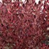 Coprosma Pacific Dawn -Boutique D'arbustes Coprosma Pacific Dawn 88788 1
